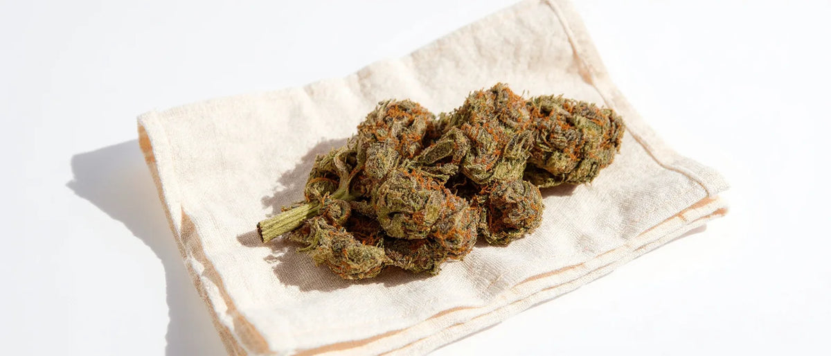 THC Nachweisbarkeit: Hanfblüte auf hellem Leinentuch