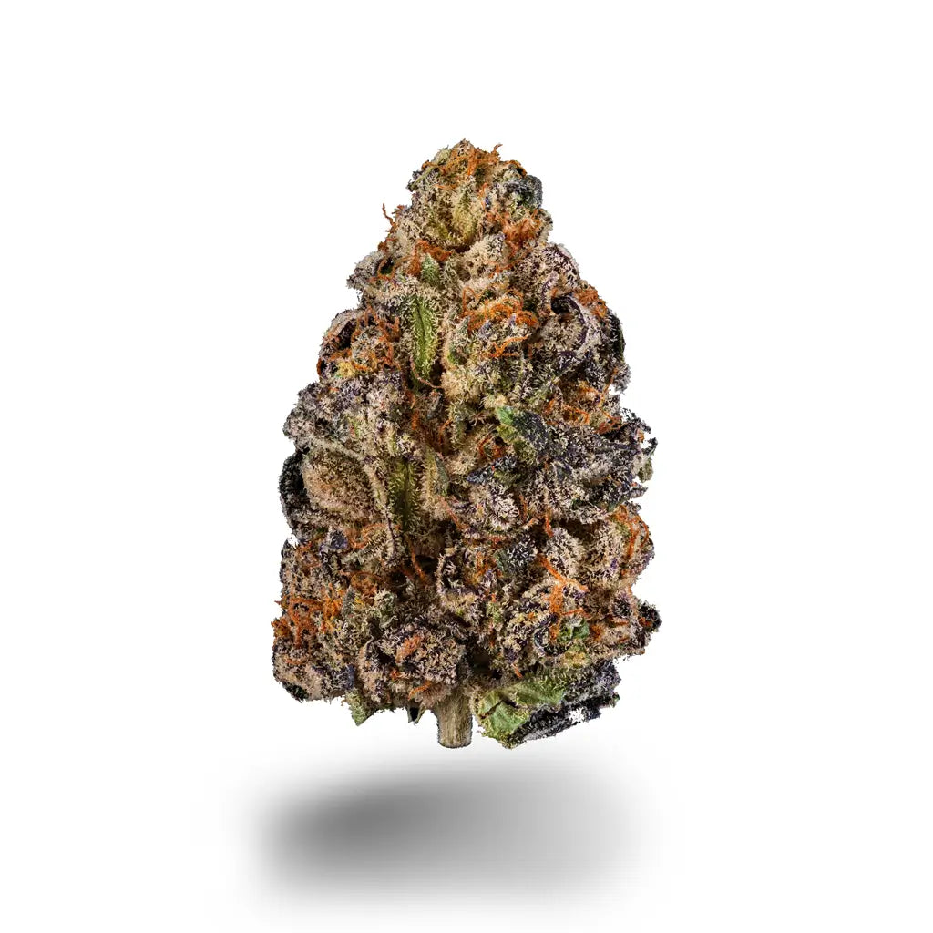 Eine frostige Cannabisblüte mit violetten und grünen Farbtönen und orangen Härchen auf weißem Hintergrund.
