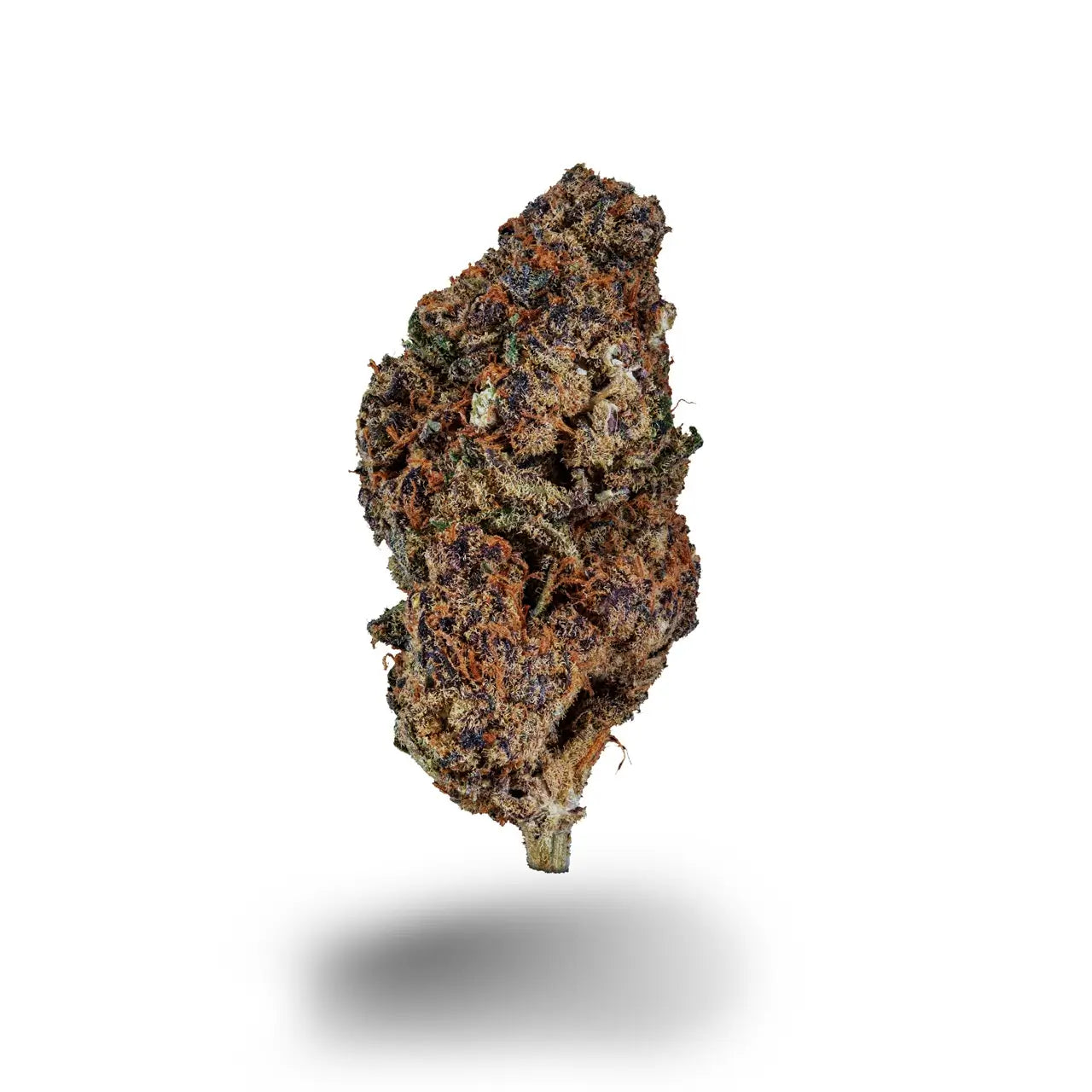 Eine dichte, längliche Cannabisblüte mit dunklen Violetttönen und leuchtend orangefarbenen Härchen auf weißem Hintergrund.
